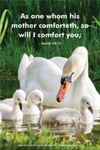 Swan and babies
