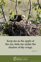 Bible Lens: Keep me as the apple (csps bl27)