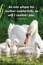 Mother comfort (v44)