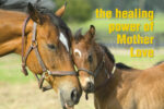 Mother love (h14)
