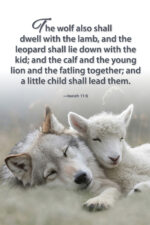 Wolf and lamb (v54)