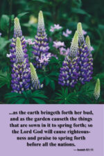 As the earth bringeth forth (v73)