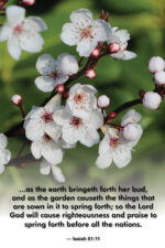 As the earth bringeth forth (b) (v74)