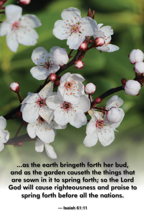 As the earth bringeth forth (b) (v74)